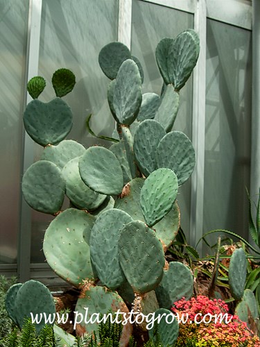 Sweet Prickly Pear (Opuntia ficus-indica)
This plant was 4-5 feet tall.